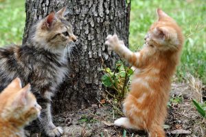 Cats playing or fighting