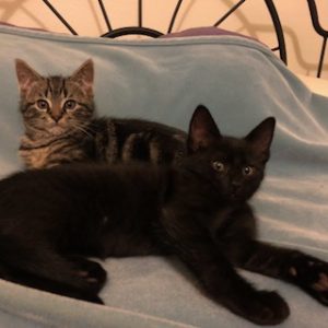 Kittens Stormageddon (front) and Fognarok (back)