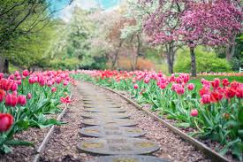 Path surrounded by spring flowers