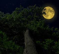 Yellow moon in a dark sky, behind a tall, leafy tree