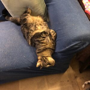 A tabby cat laying on his back with his head hanging off a blue couch