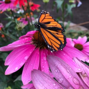 a monarch butterfly on a large pink flower with droplets of water