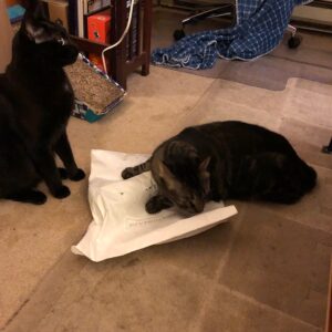 Two cats, one of which is atop a white paper bag with a lump in it